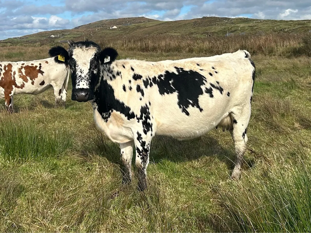 Droimeann Cattle - Image 2