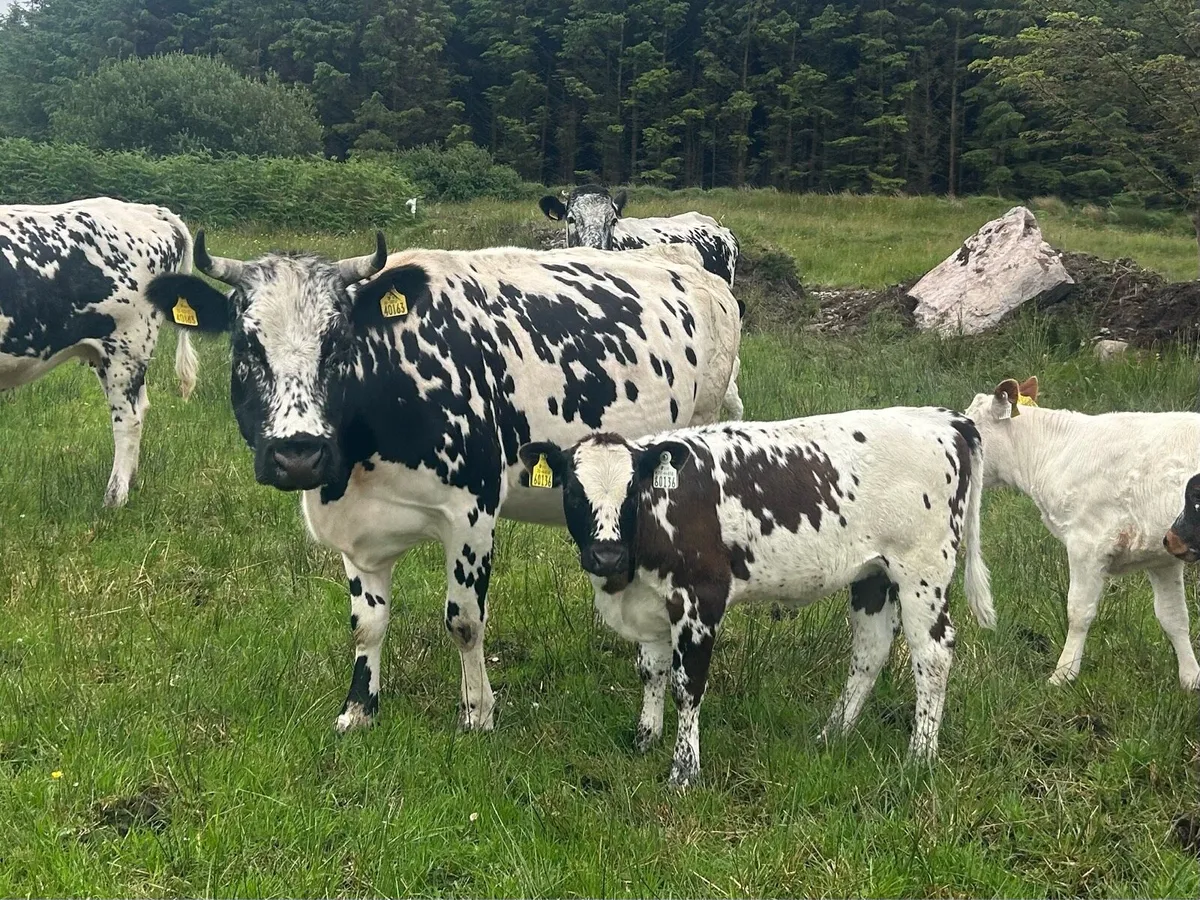 Droimeann Cattle - Image 1