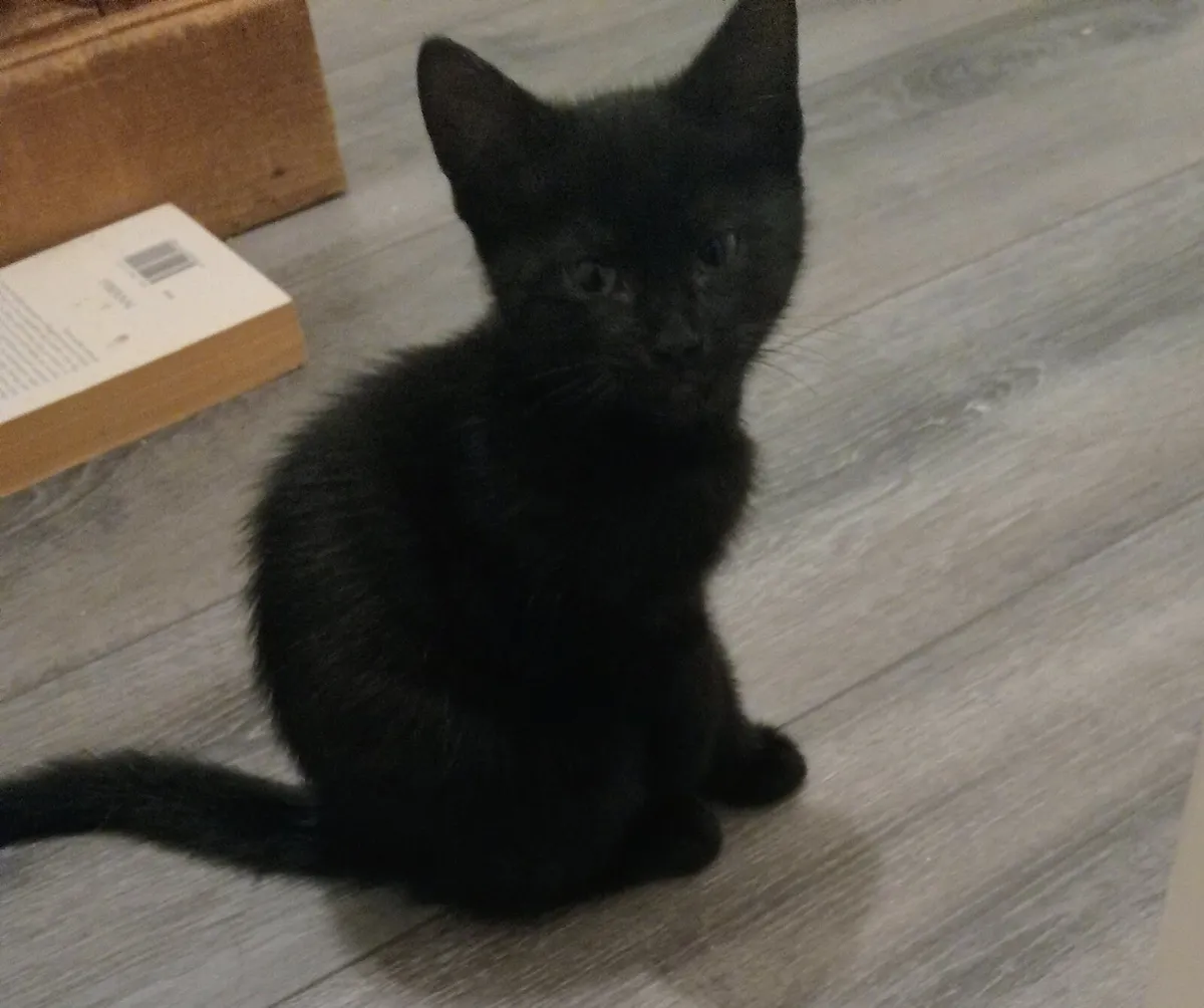 Only one adorable kitten left - Image 3