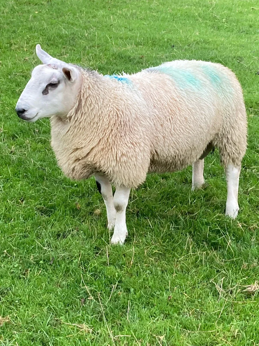 2       1/2.  Beltex ram lambs - Image 2