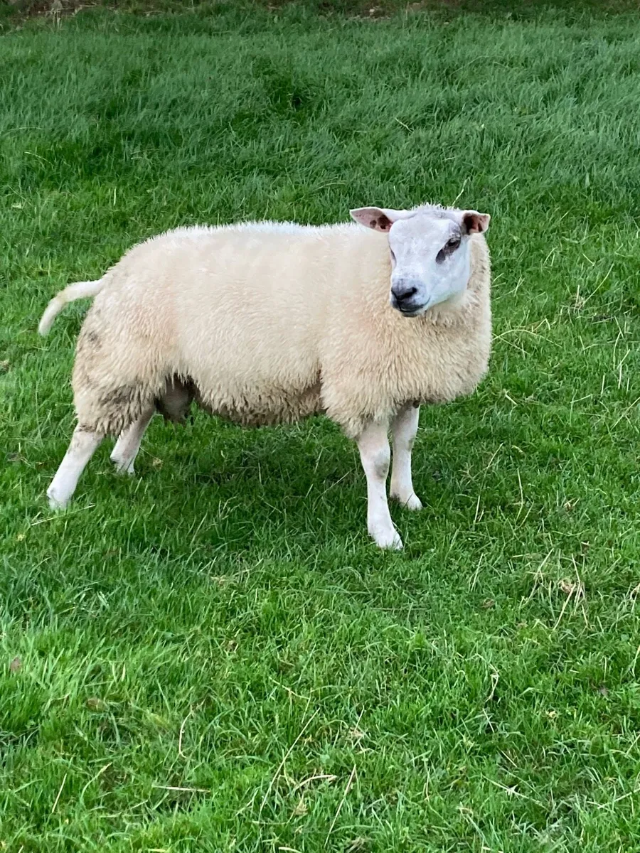 2       1/2.  Beltex ram lambs - Image 1