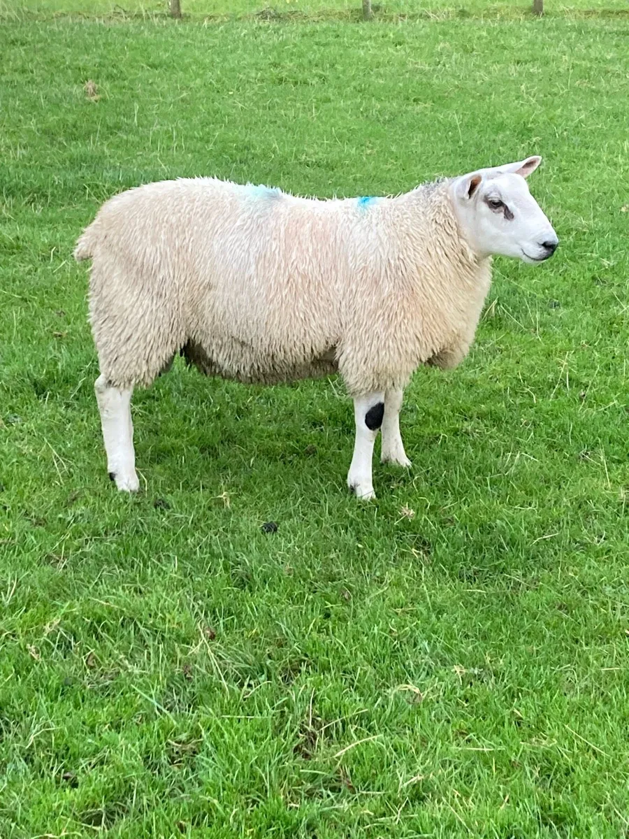 2       1/2.  Beltex ram lambs - Image 3