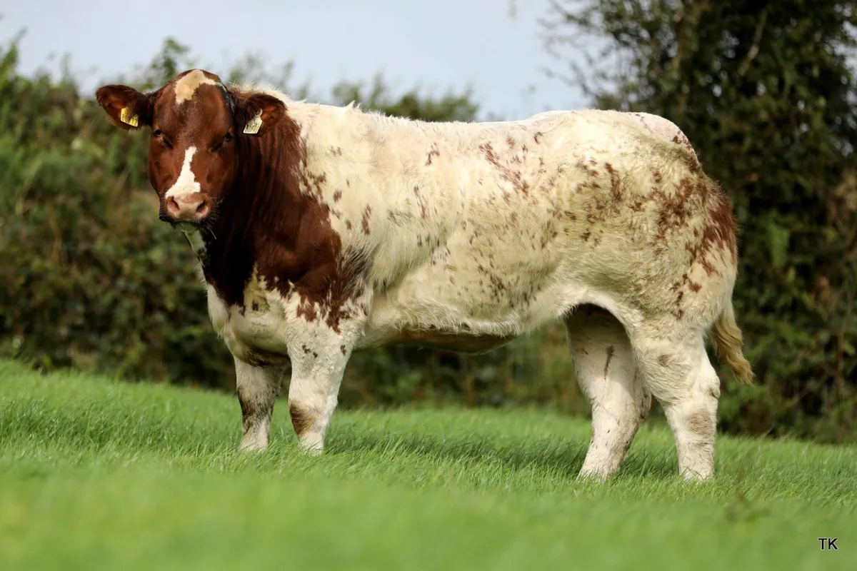 Maiden Heifers - Image 4