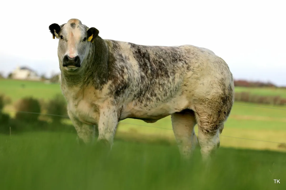 Maiden Heifers - Image 2