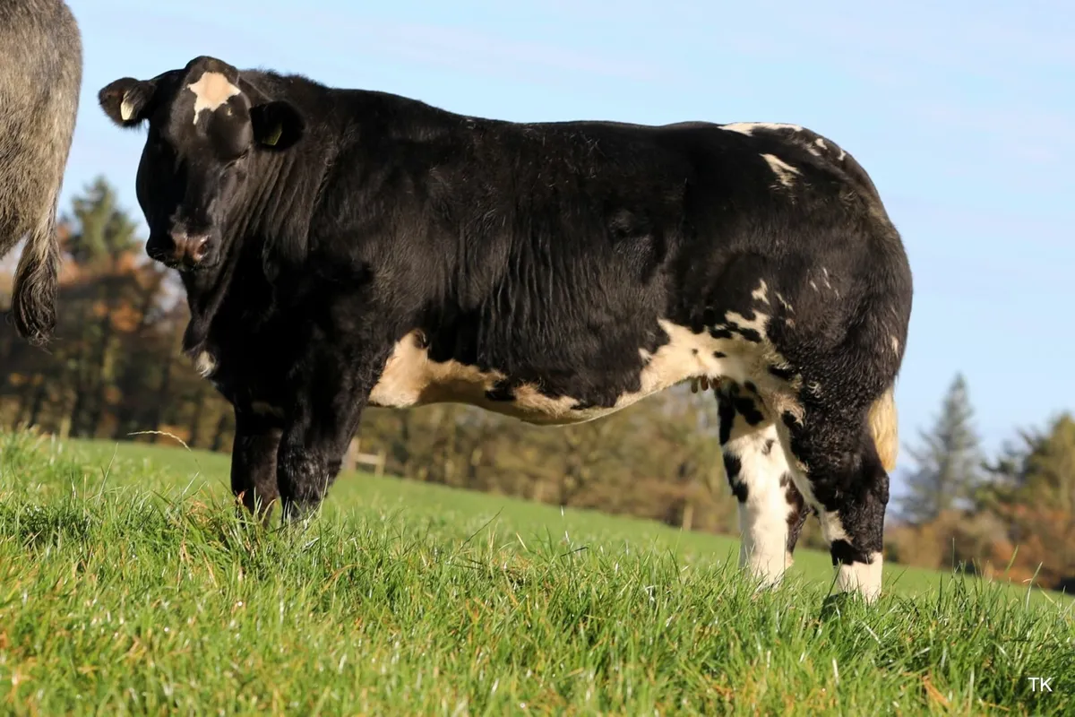 Maiden Heifers - Image 3