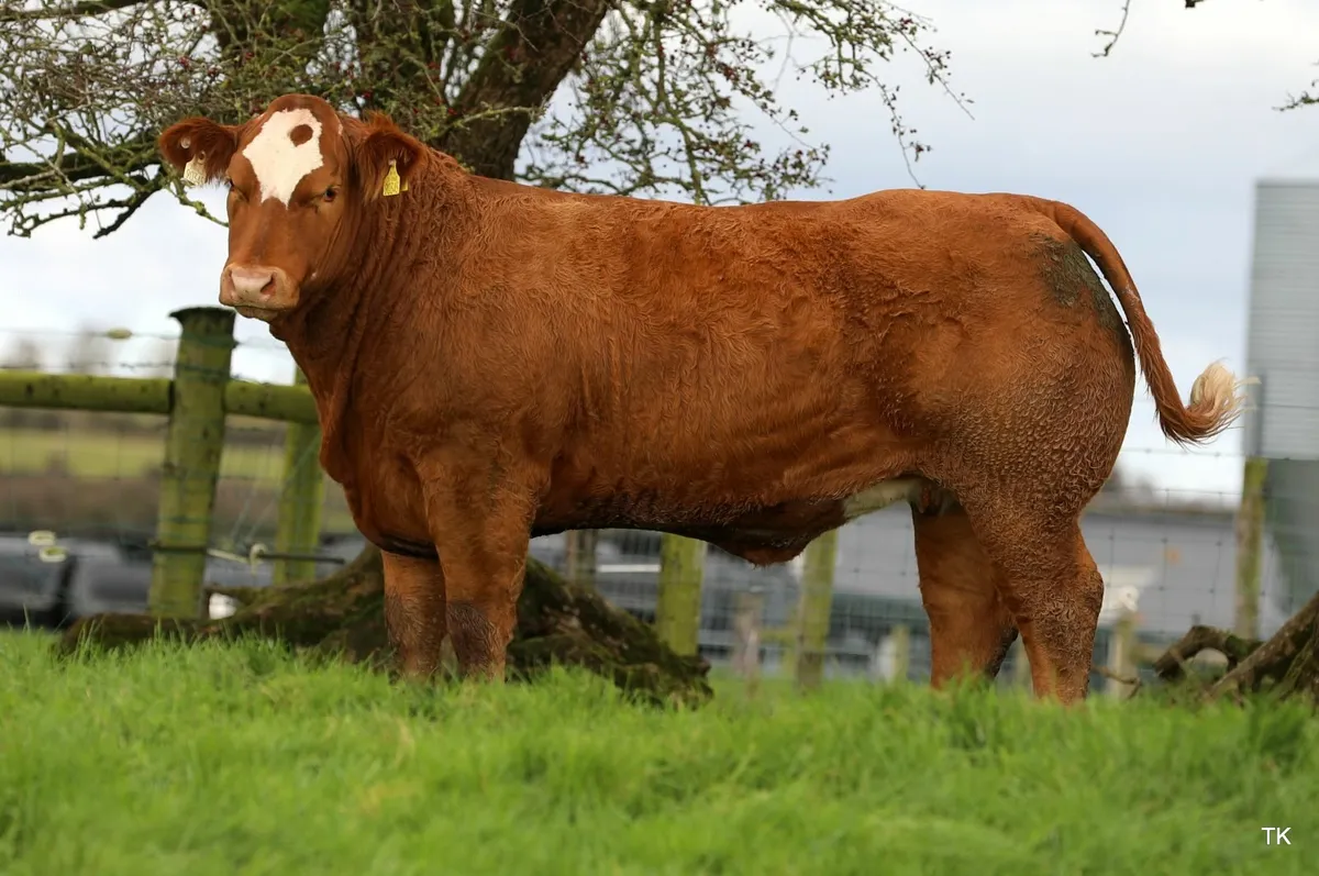 Maiden Heifers - Image 1