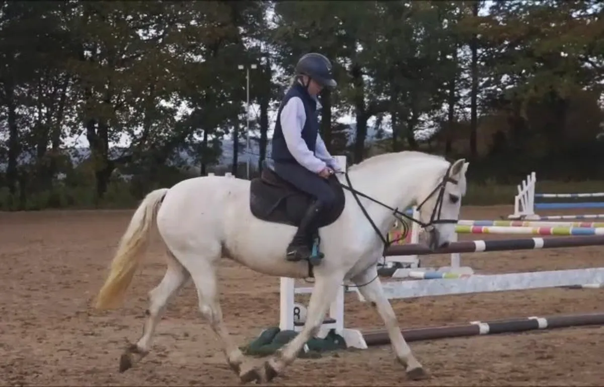 🌟 144cm All-Rounder Connemara 🌟 - Image 3