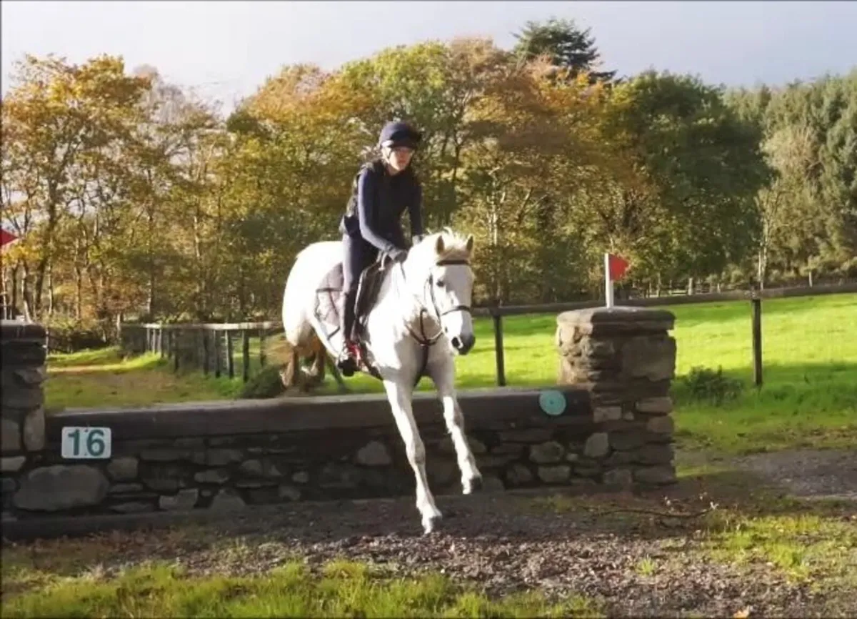 🌟 144cm All-Rounder Connemara 🌟 - Image 4