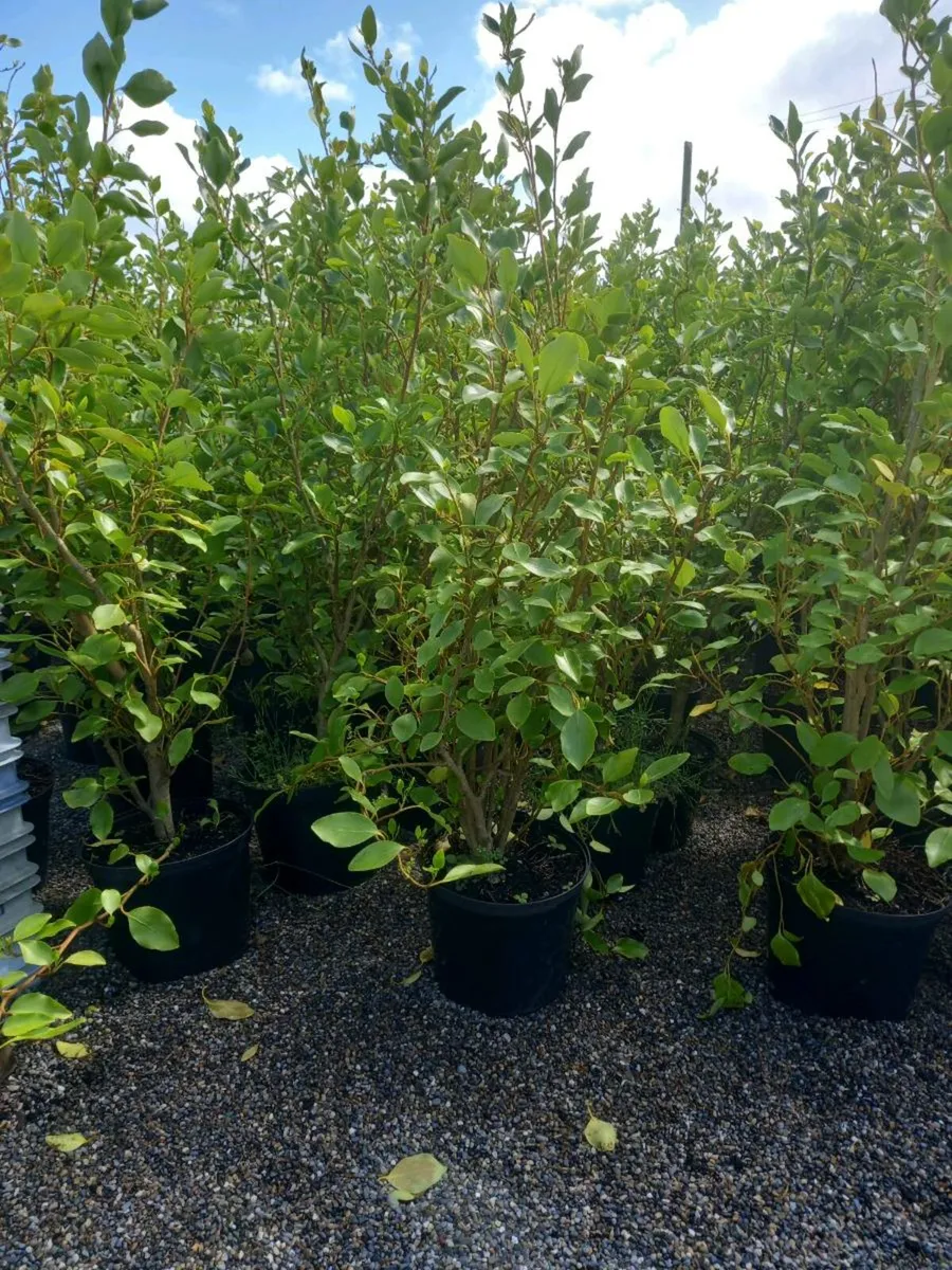 Hedging plants - Image 1