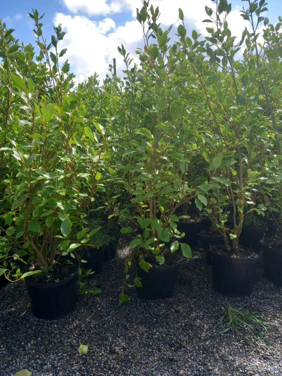 Hedging plants - Image 2