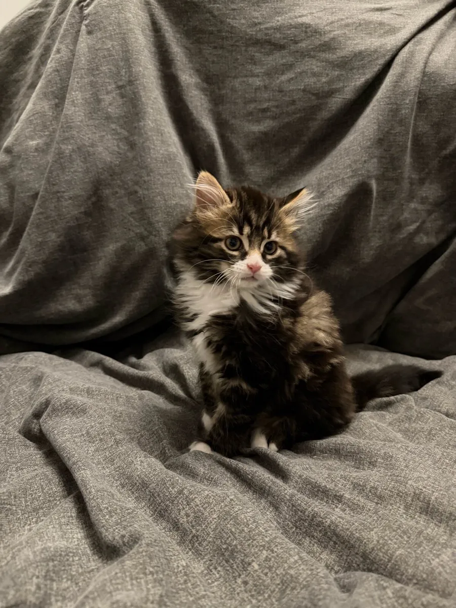 Kitten Cute boy - Image 1