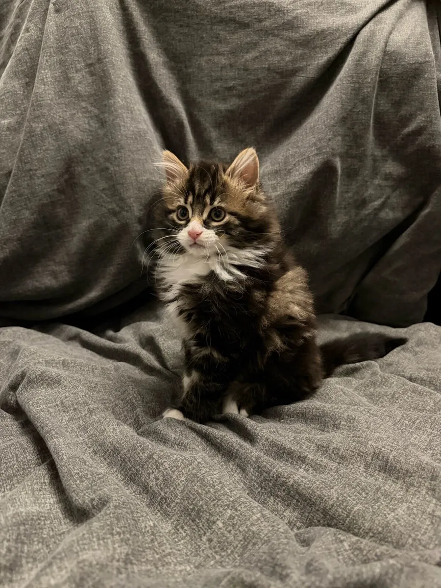 Kitten Cute boy - Image 2