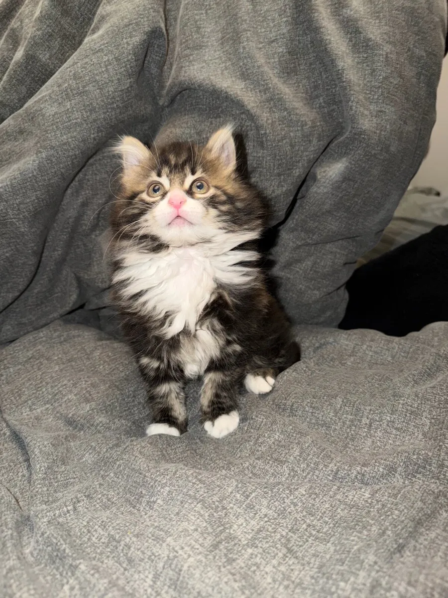 Kitten Cute boy - Image 3