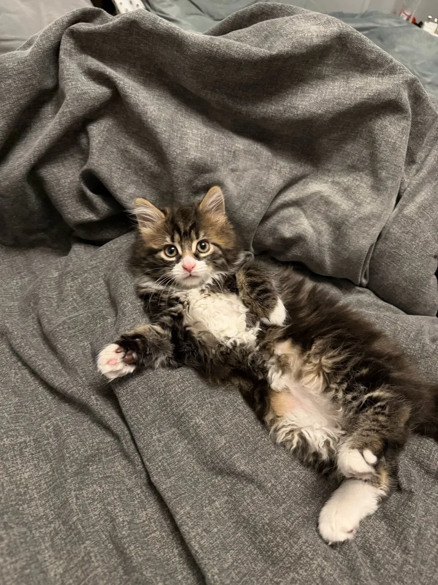 Kitten Cute boy - Image 4