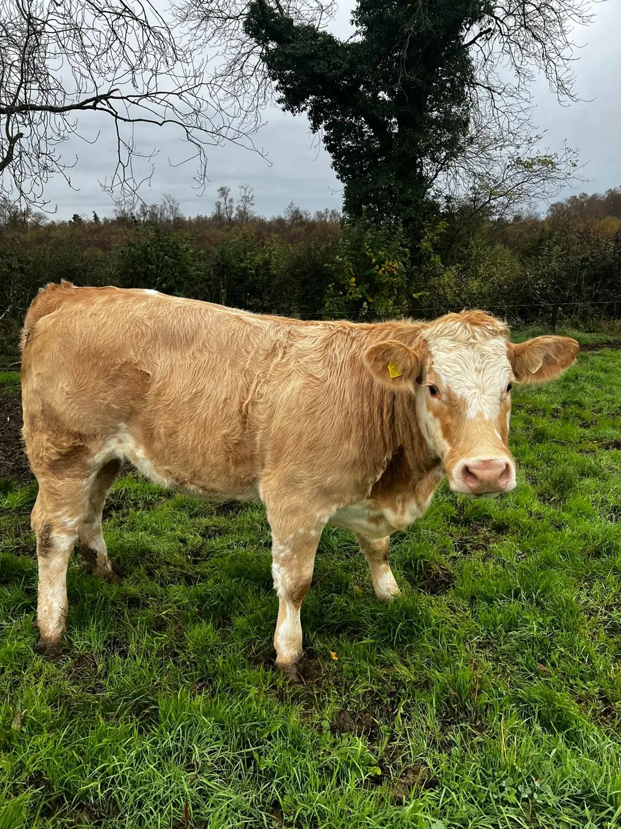 Breeding heifers - Balla mart Nov 01st - Image 2