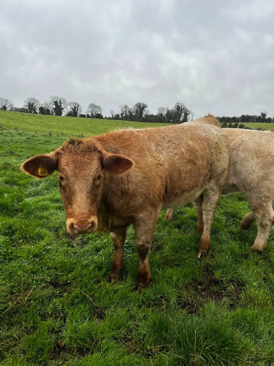 Breeding heifers - Balla mart Nov 01st - Image 3