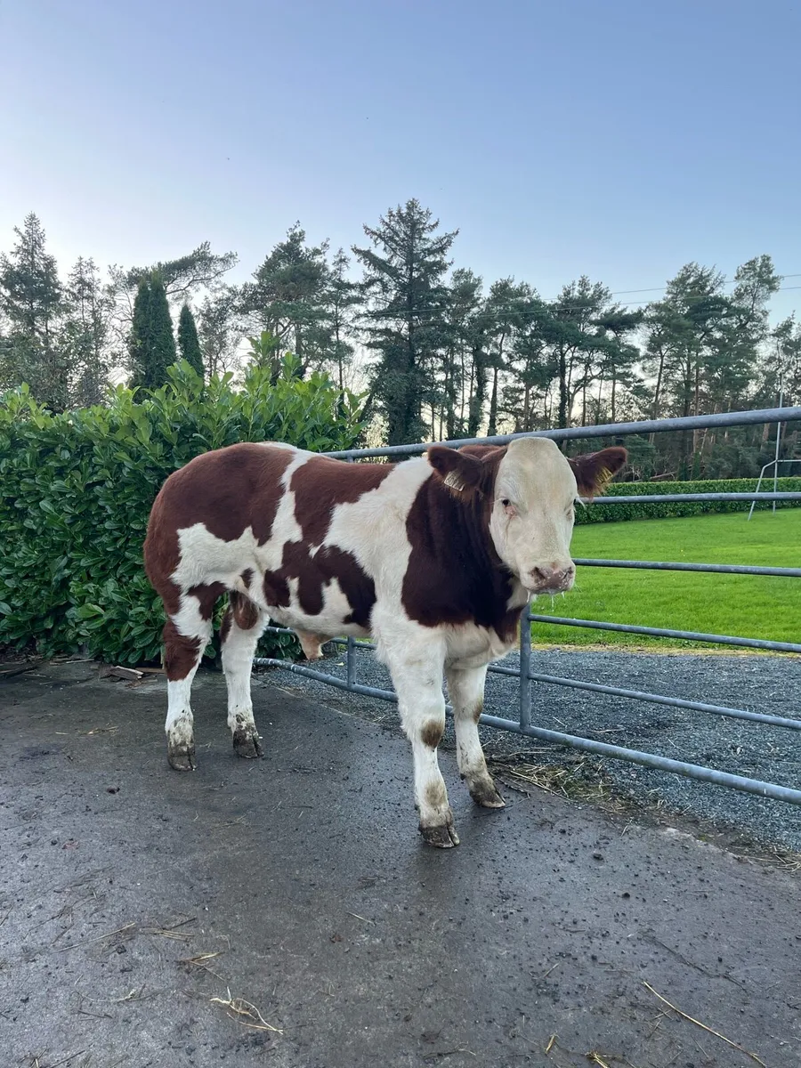 Belgian Blue Bull Show Calf - Image 2