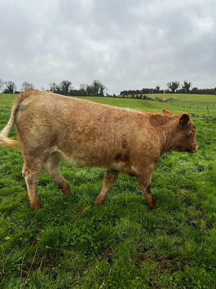 Breeding heifers - Balla mart Nov 01st - Image 4