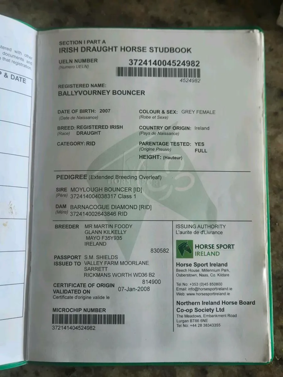 Irish draught mare and colt foal - Image 1