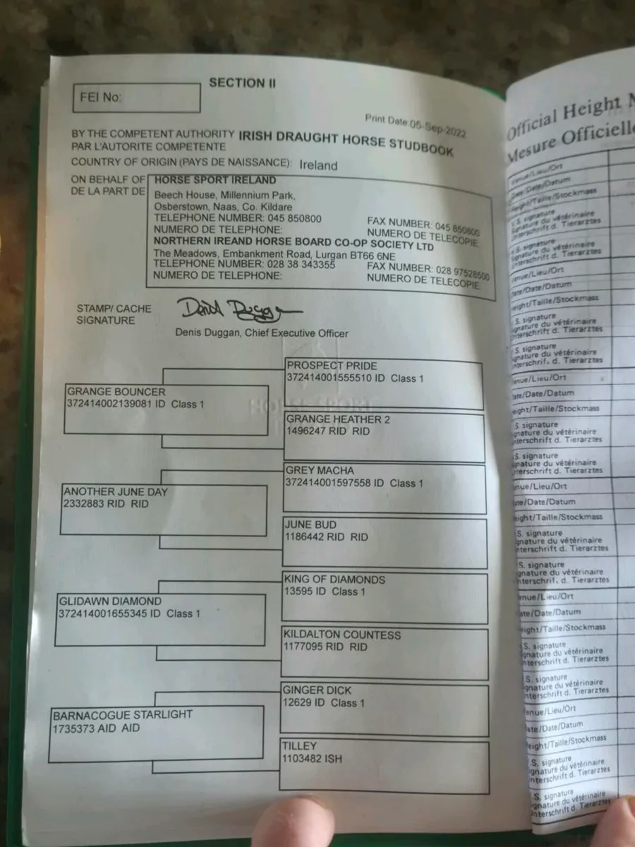 Irish draught mare and colt foal - Image 2