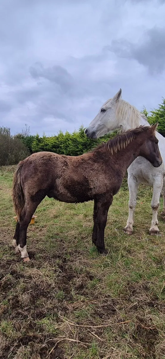 Irish draught mare and colt foal - Image 3