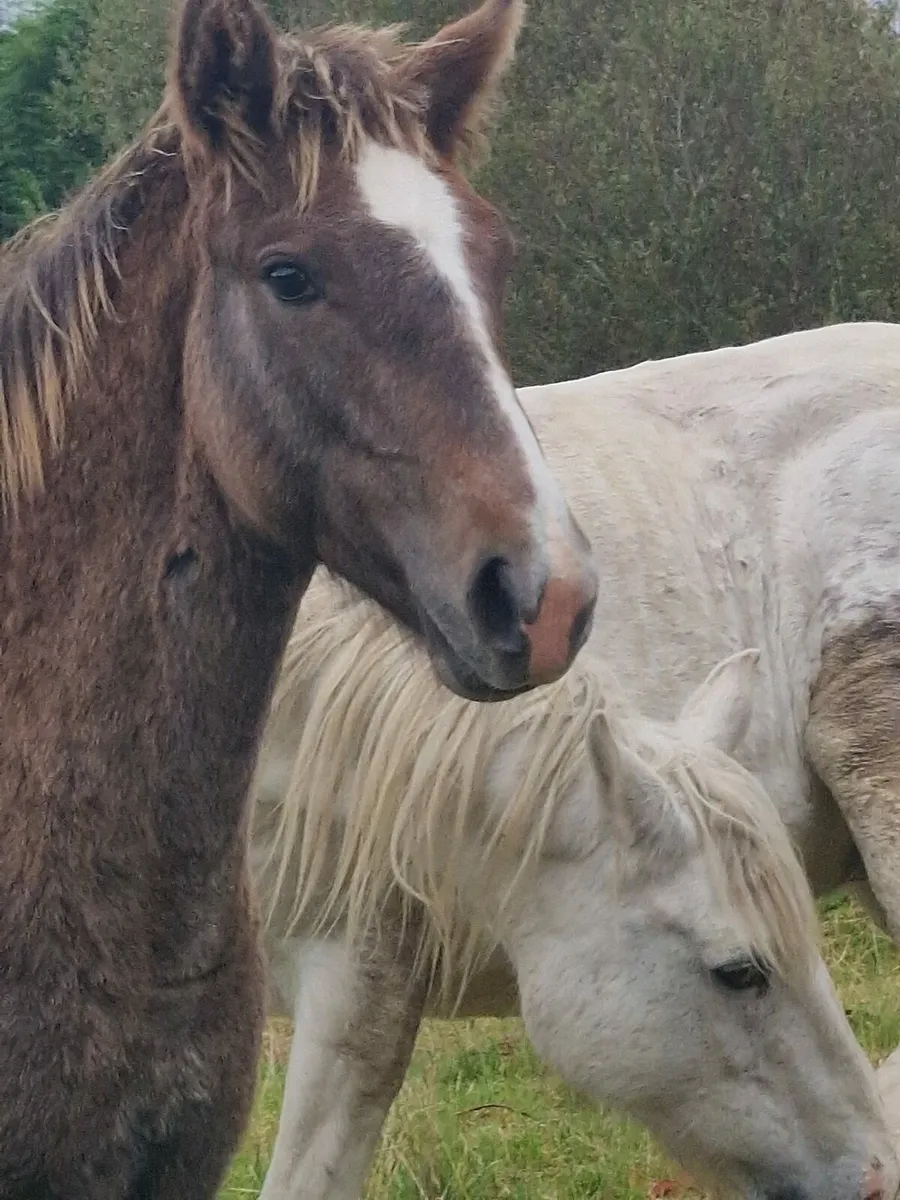 Irish draught mare and colt foal - Image 4