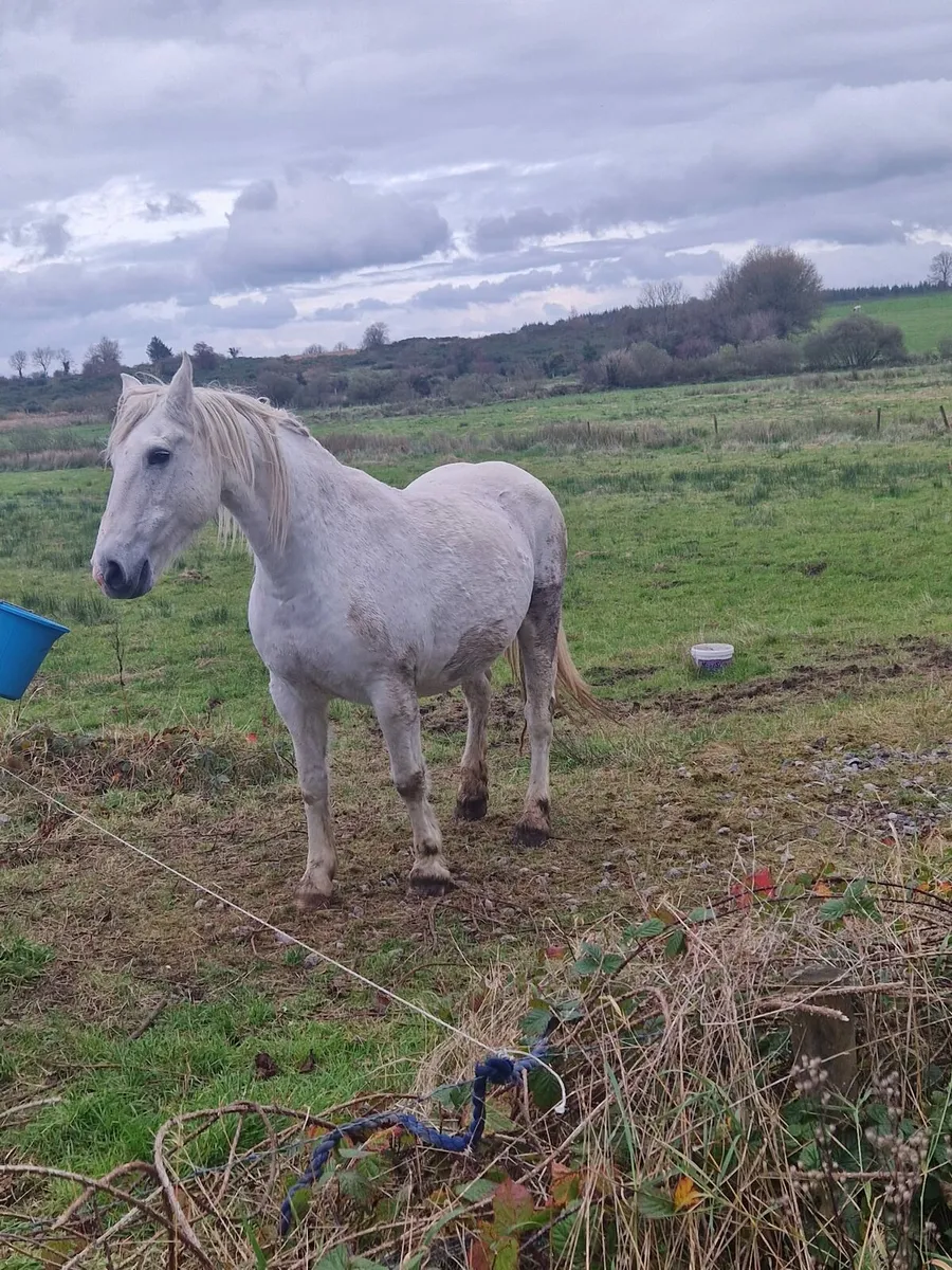 Irish draught mare and colt foal - Image 1