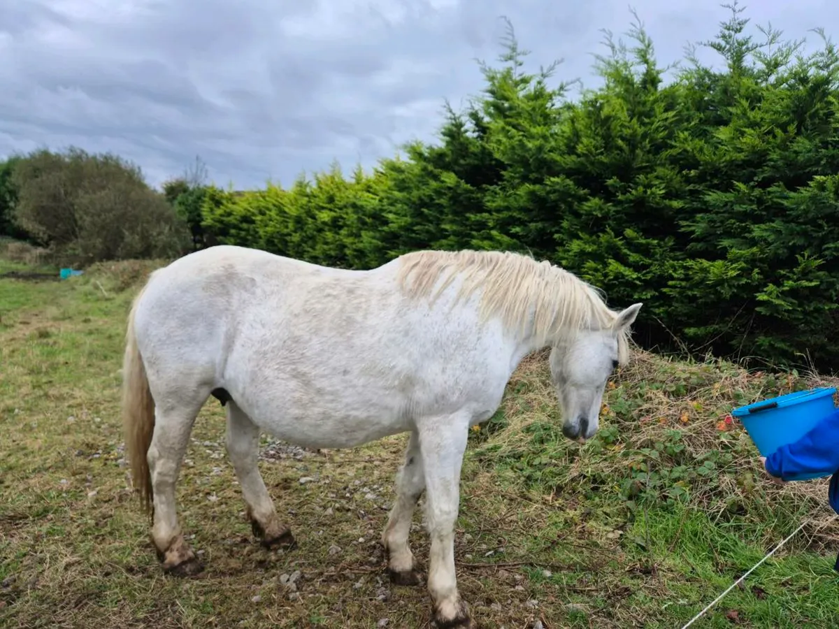 Irish draught mare and colt foal - Image 2