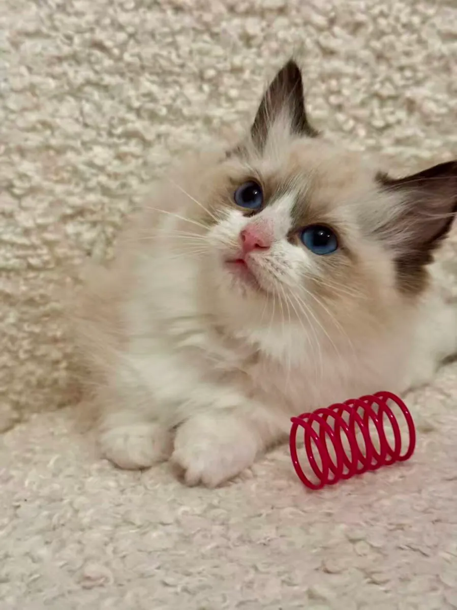 Ragdoll Kitten