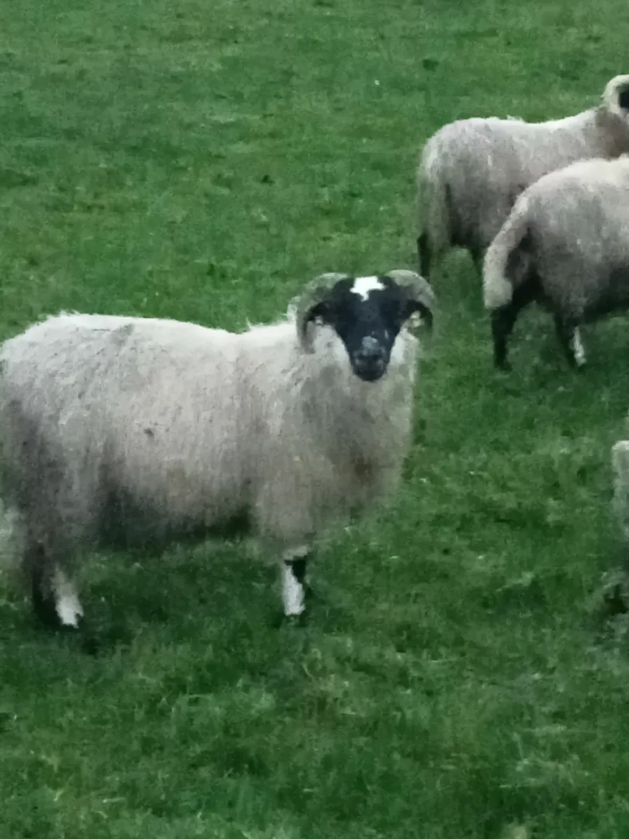 Ram lambs - Image 1