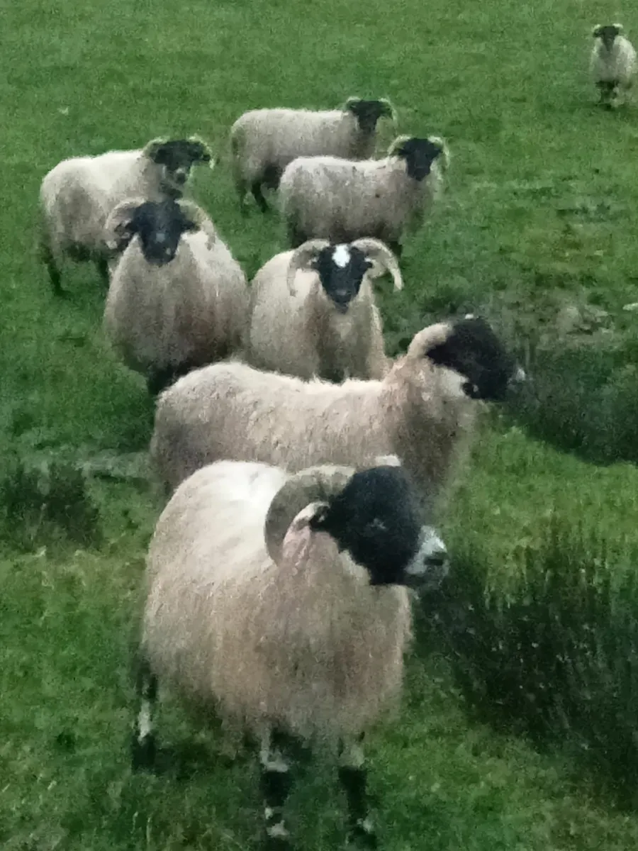 Ram lambs - Image 2