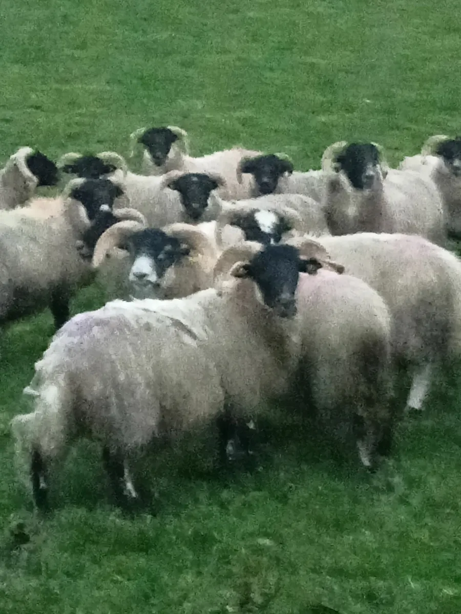 Ram lambs - Image 3