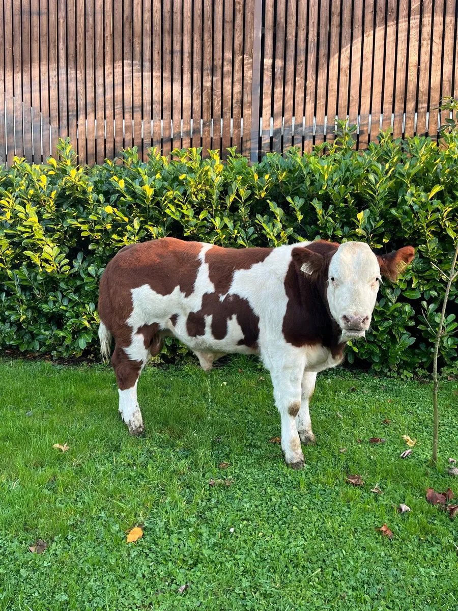 Belgian Blue Bull Show Calf - Image 3
