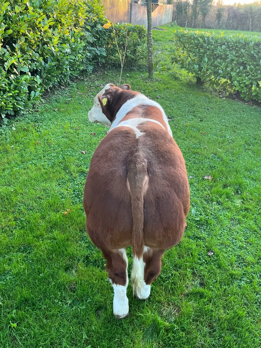 Belgian Blue Bull Show Calf - Image 4
