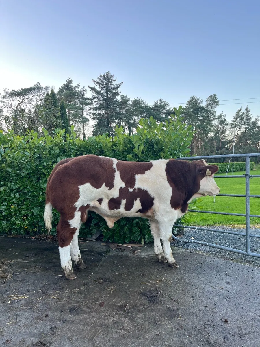 Belgian Blue Bull Show Calf - Image 1