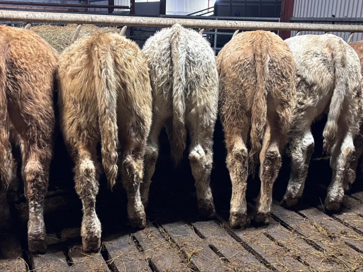 14 super Charlaois bull Weanlings for sale - Image 2