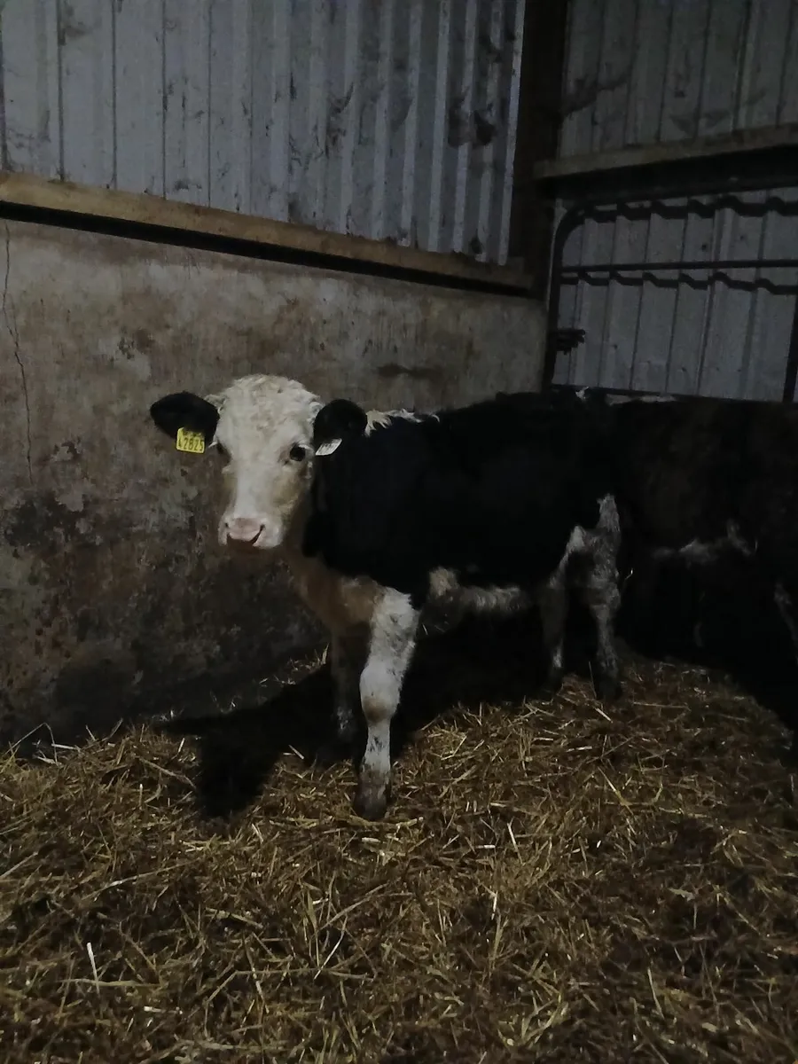 Hereford bull weanlings - Image 2