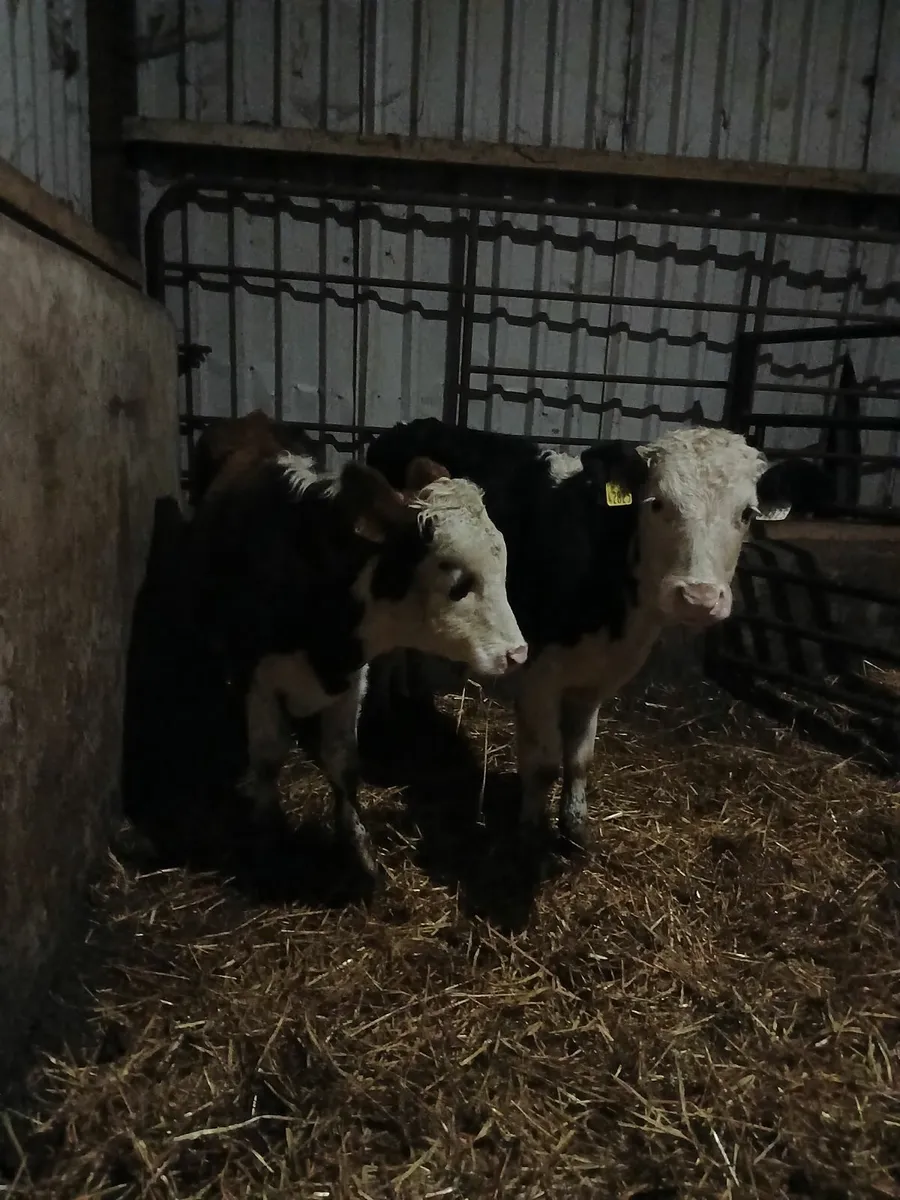 Hereford bull weanlings - Image 3