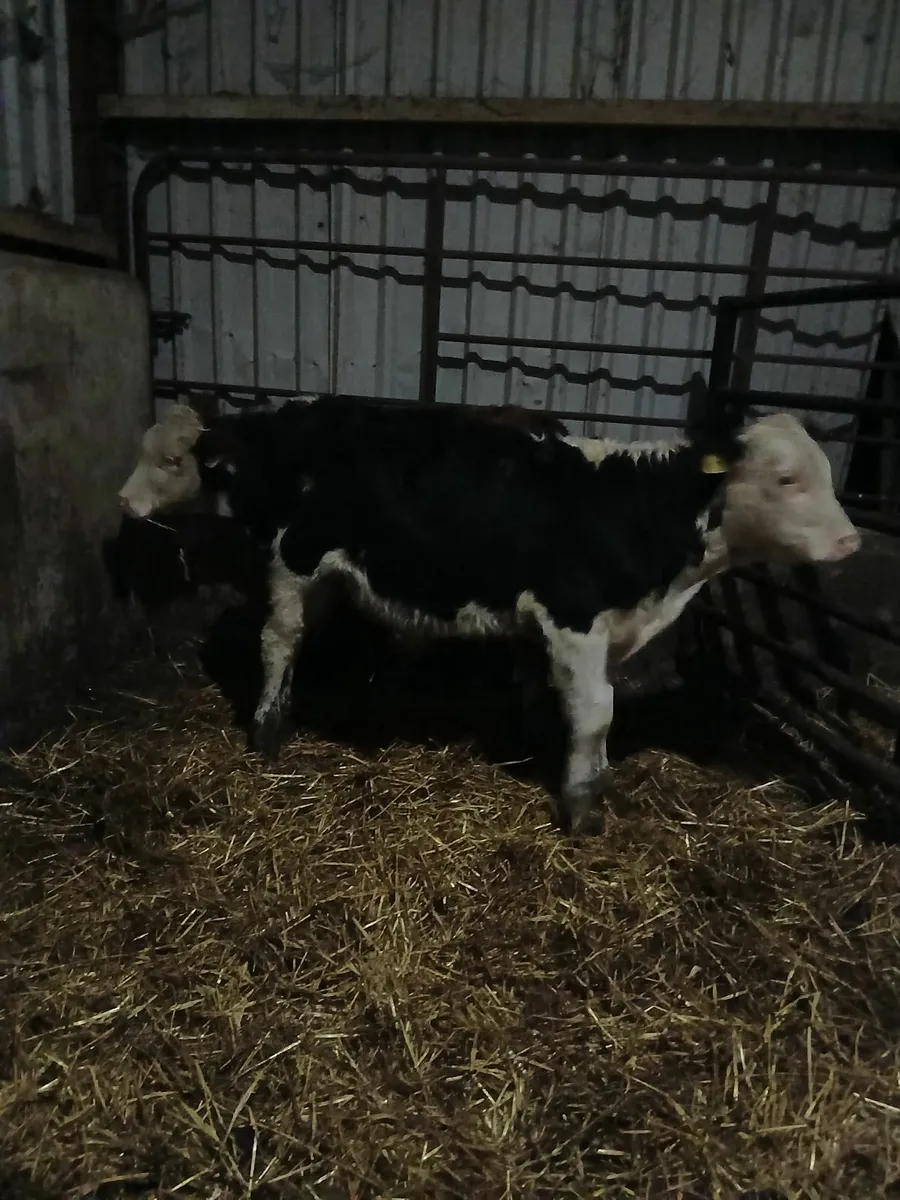 Hereford bull weanlings - Image 4