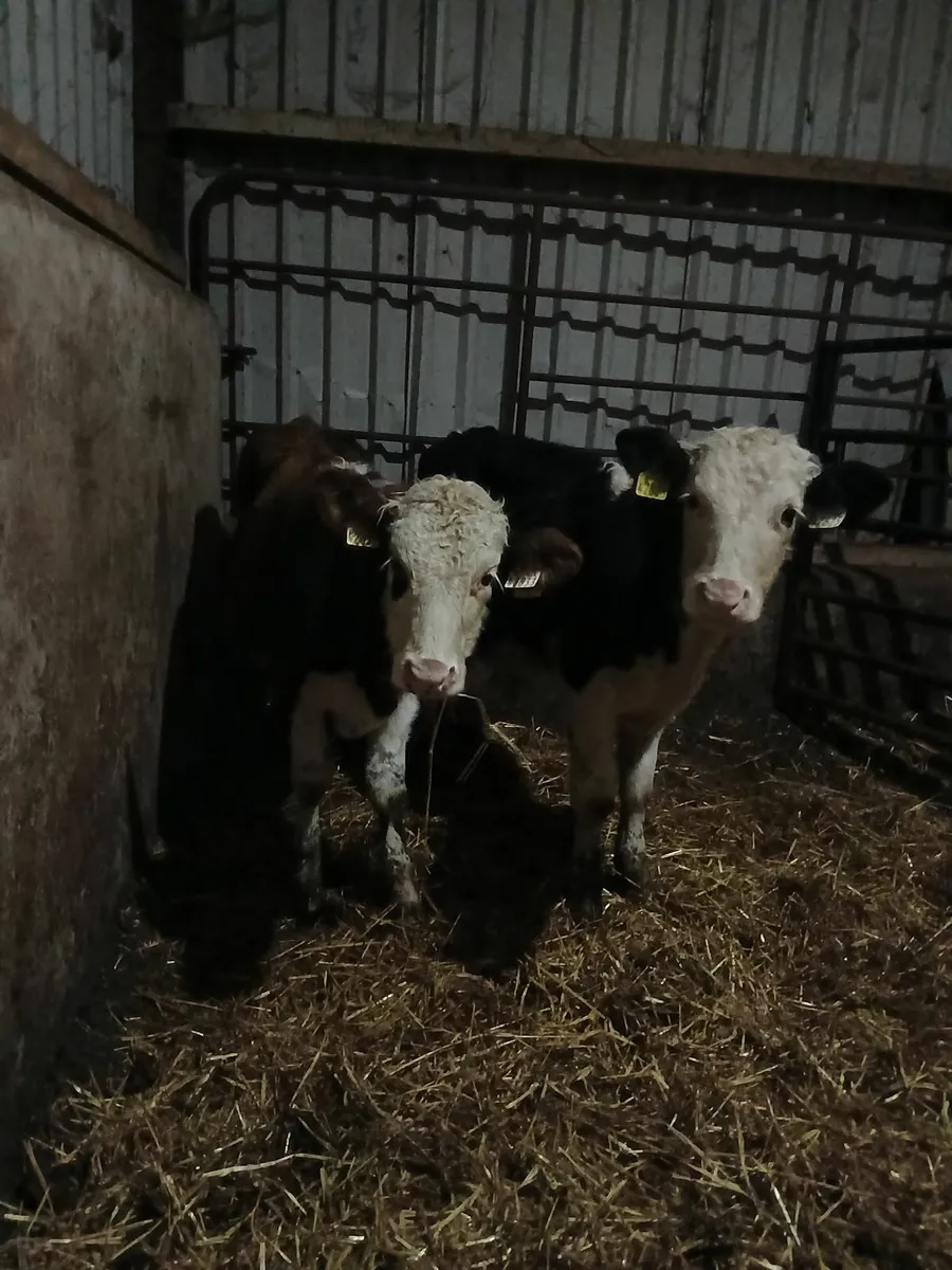 Hereford bull weanlings - Image 1