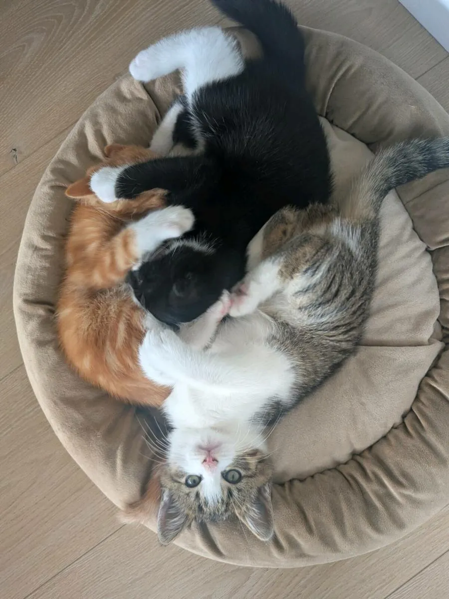 Kittens - Image 1