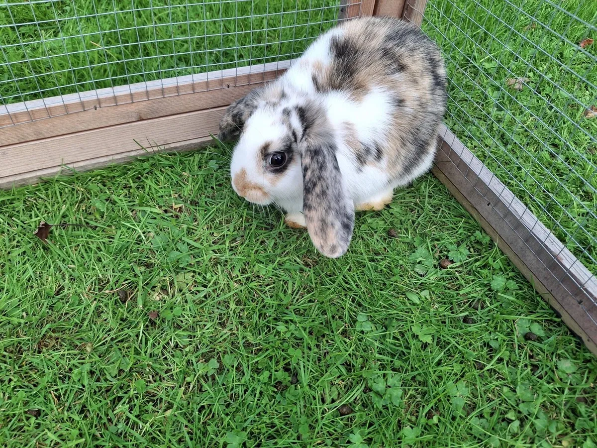 Mini Lop rabbit - Image 2