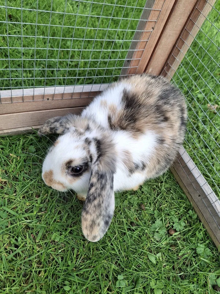 Mini Lop rabbit - Image 3