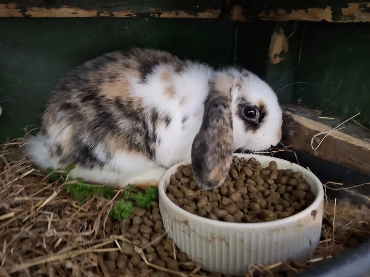 Mini Lop rabbit - Image 4