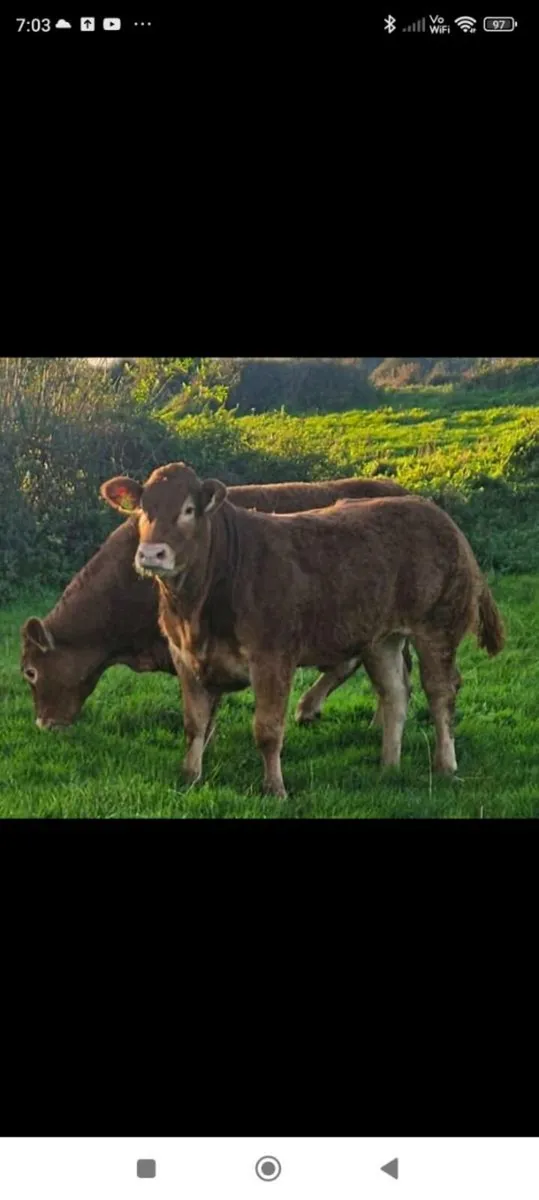 🔥Clare limousin club Annual Heifer Sale🔥 - Image 3