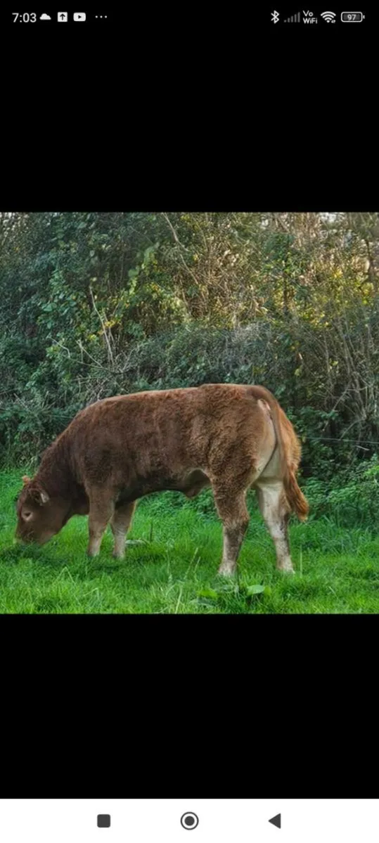 pedigree Limousin heifers - Image 1