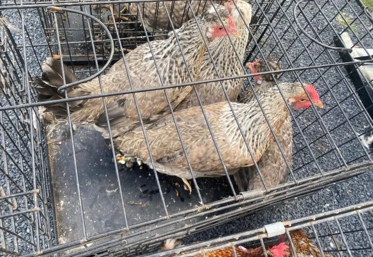 Limerick/Clare poultry sale - Image 1