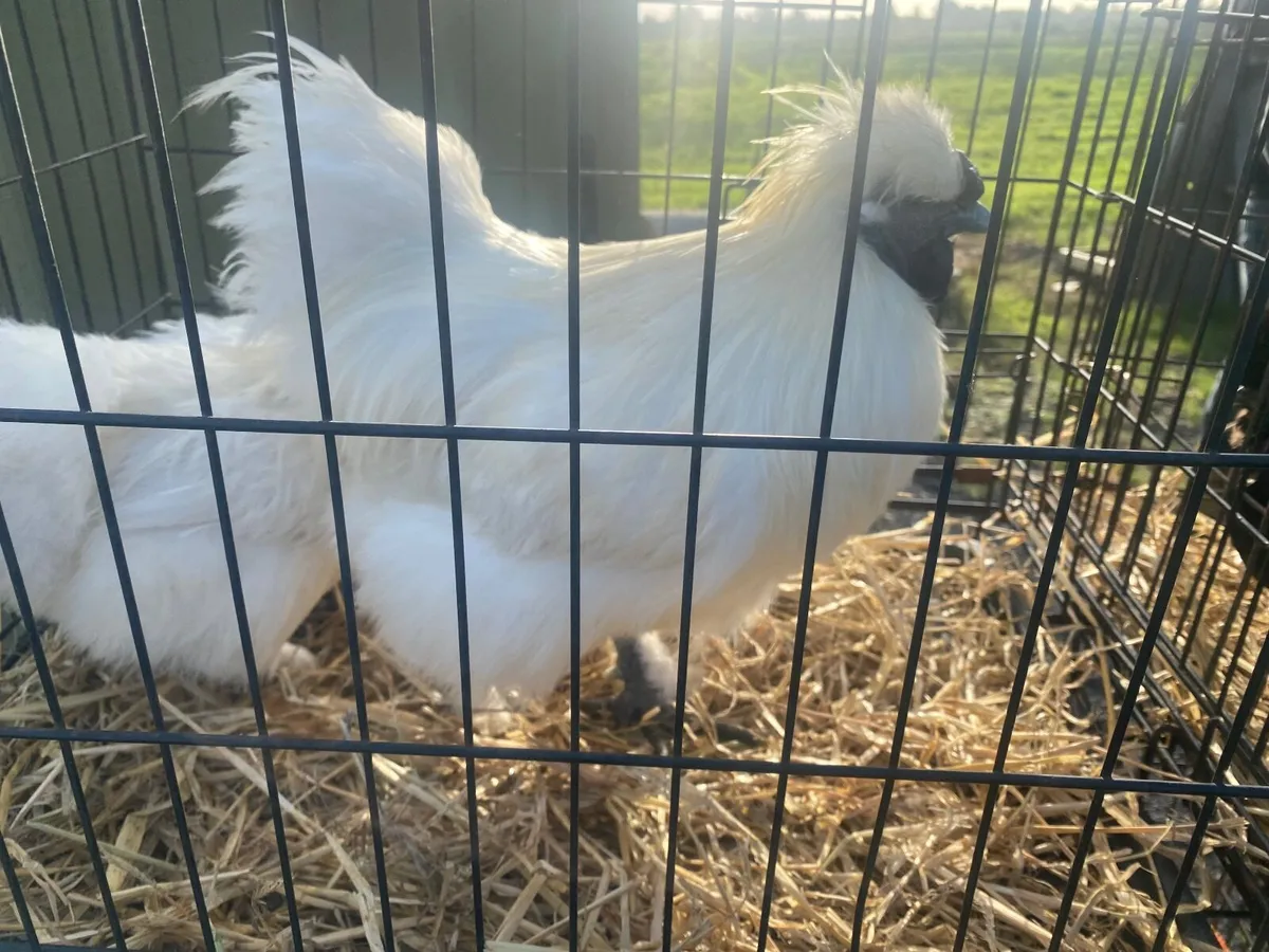 Limerick/Clare poultry sale - Image 2
