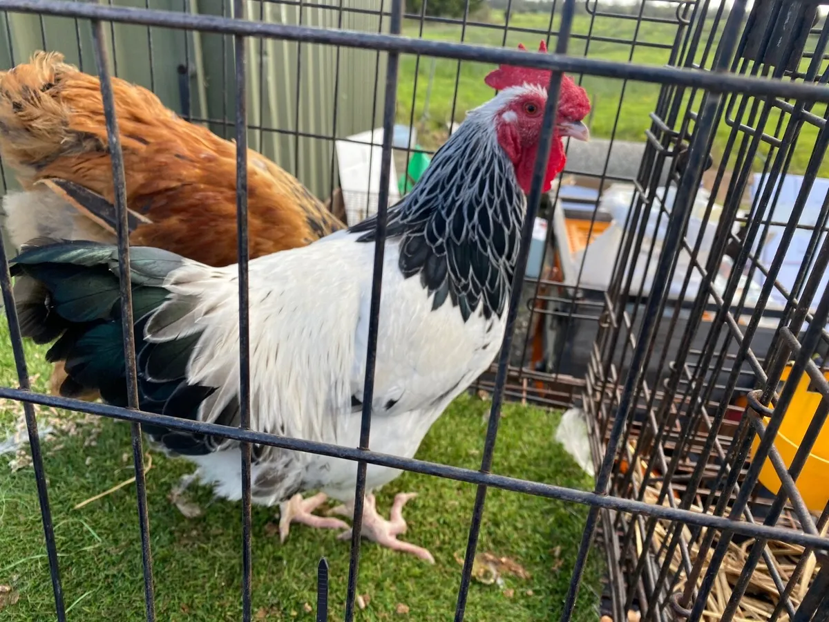 Limerick/Clare poultry sale - Image 3