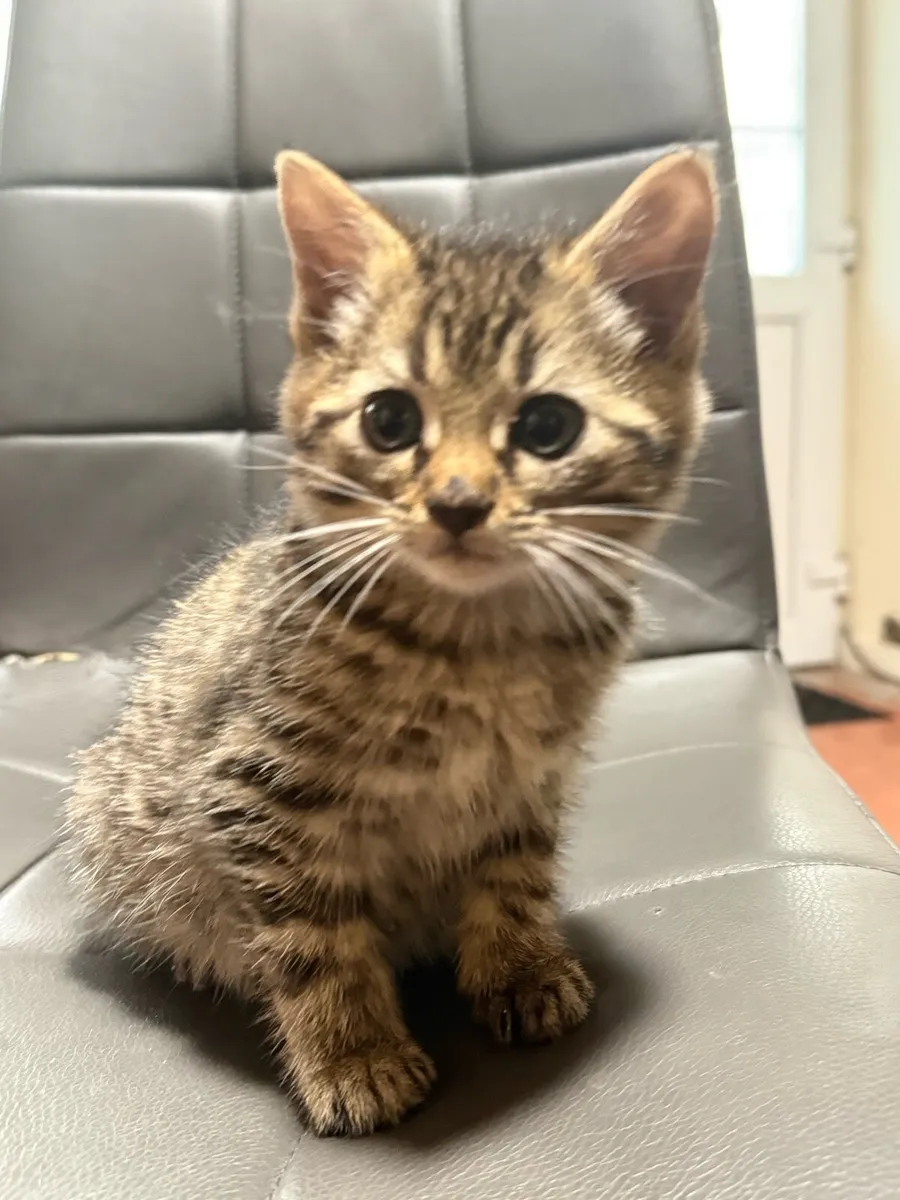 Kitten - Image 1